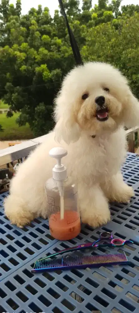 Poodle jantan super wht