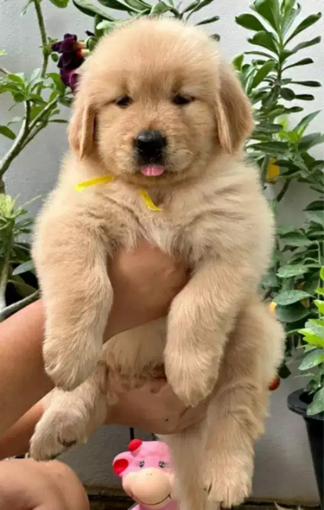 DIJUAL ANAK ANJING GOLDEN RETRIEVER