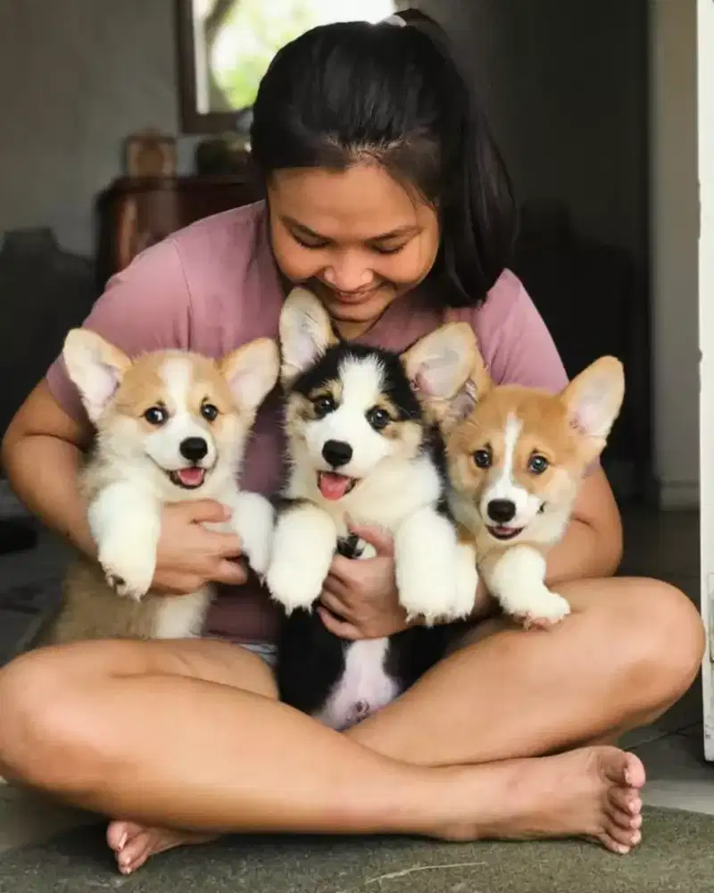 DIJUAL ANAK ANJING CORGI