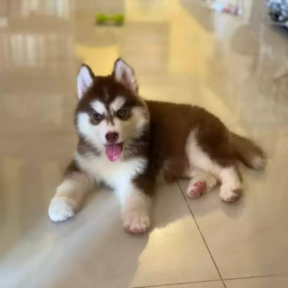 DIJUAL ANJING SIBERIAN HUSKY