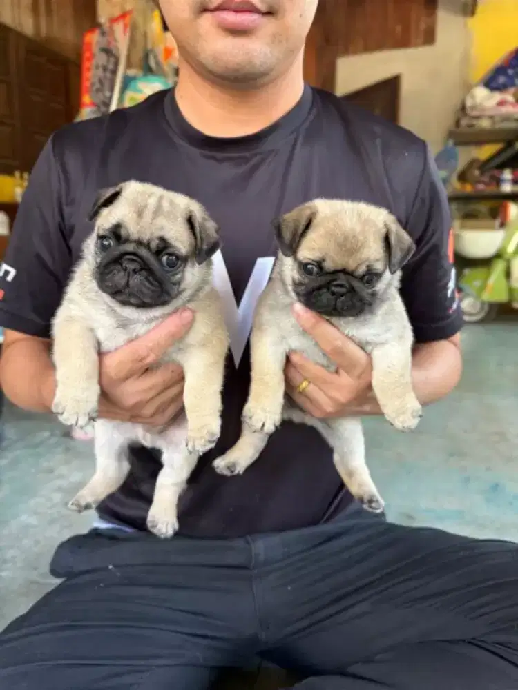 DIJUAL ANAK ANJING PUG