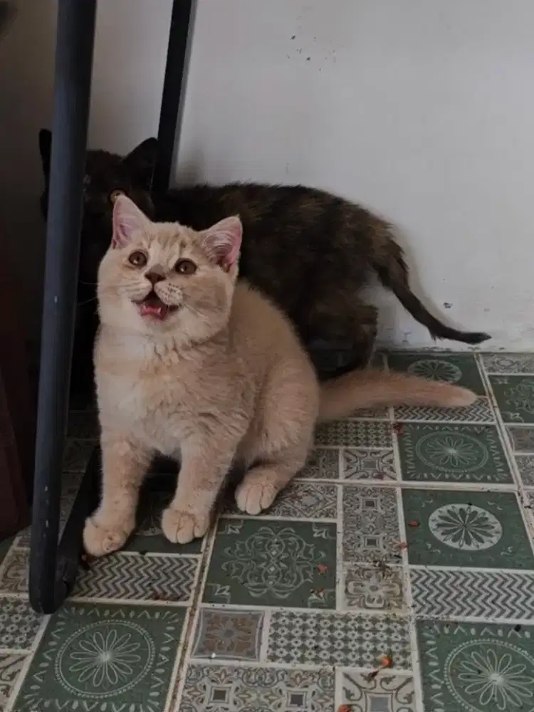 BSH Jantan Lilac big bone