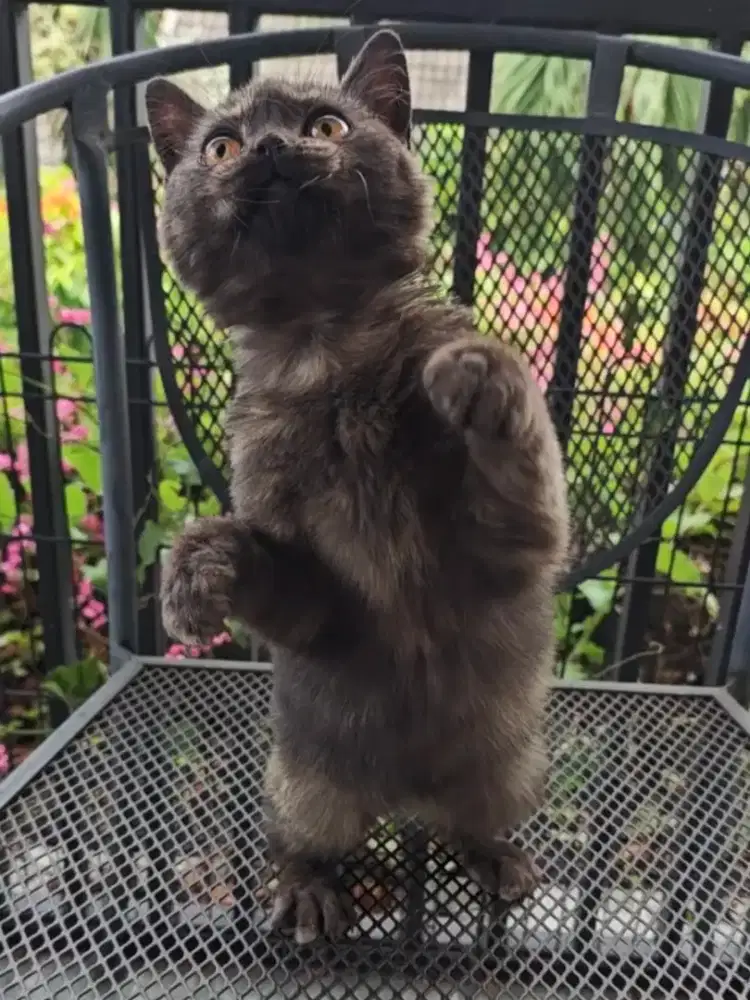 BSH Choco Tortie betina good bloodline