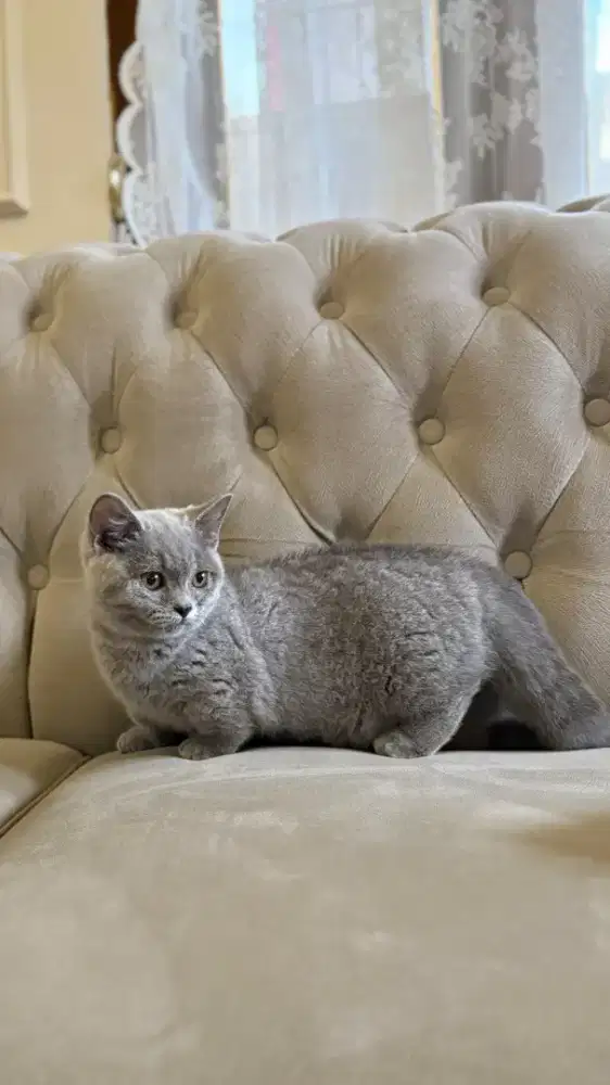 munchkin british shorthair betina kitten