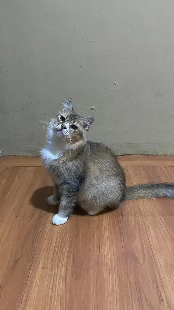 Persia indukan betina