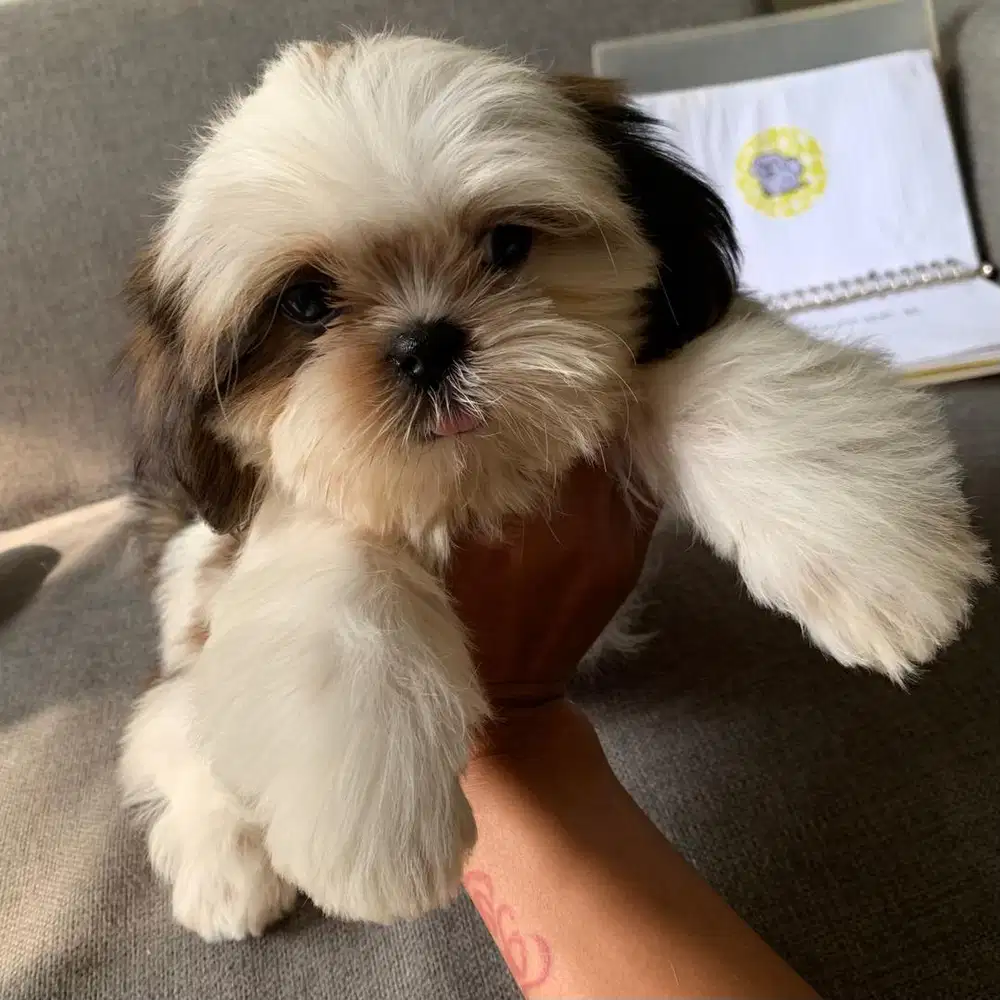 surabaya Anjing shihtzu shih tzu shitzu shitsu sitzhu