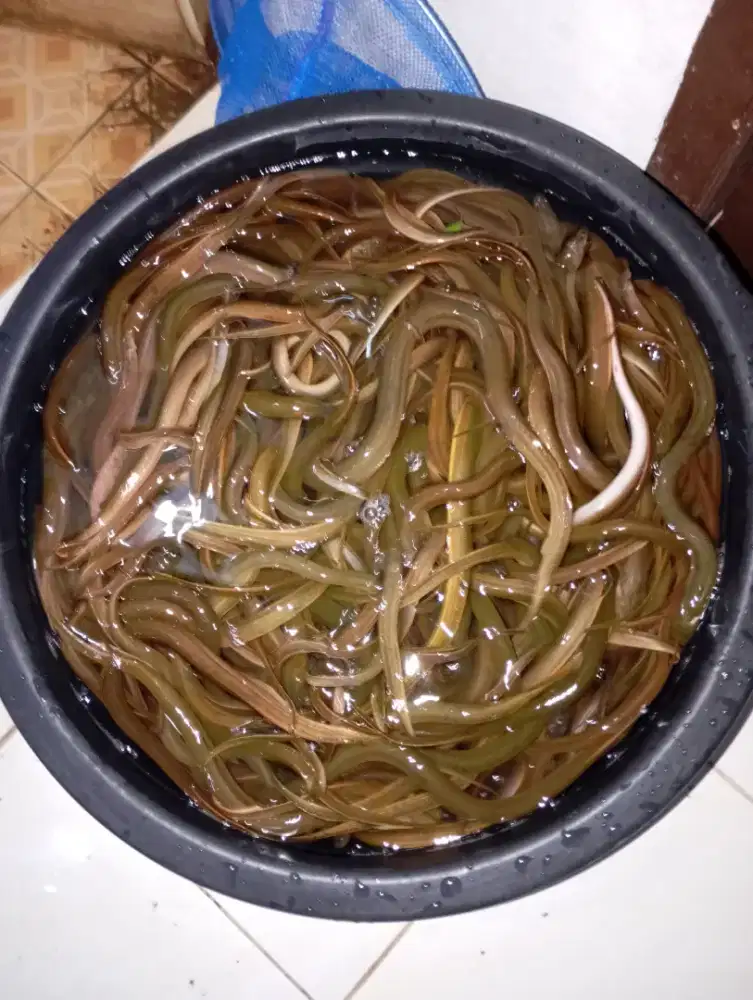 Jual belut sawah hidup