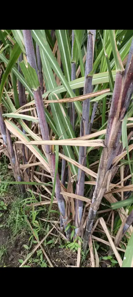 Jasa penyediaan bibit tebu BR Jabung Malang