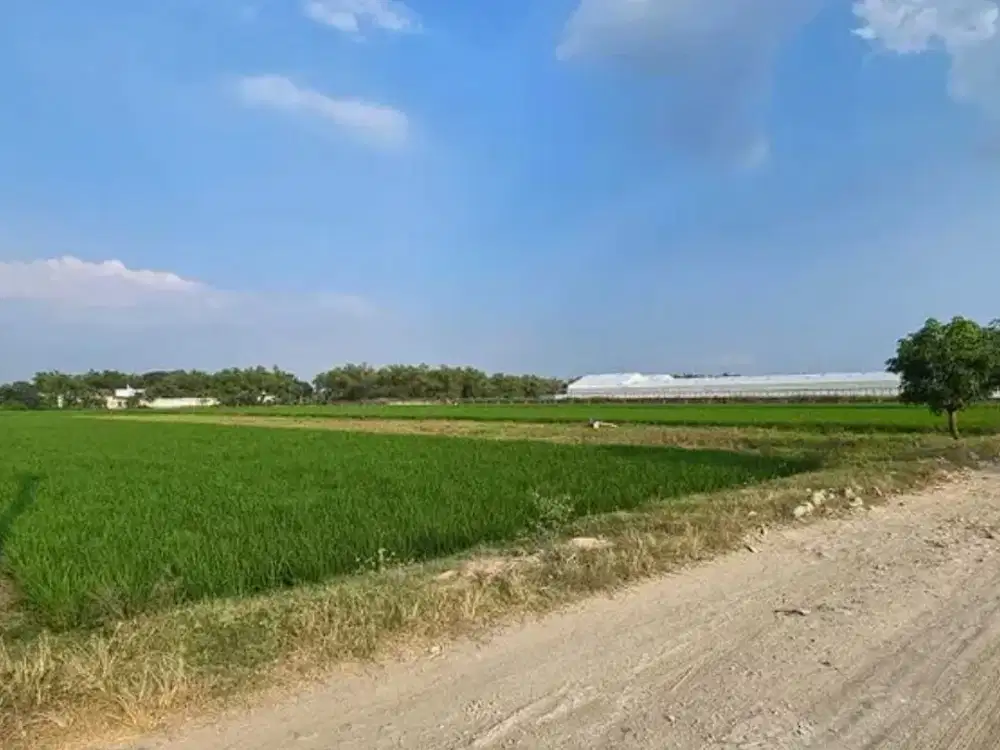 DIJUAL TANAH SAWAH (BISA DIKERINGKAN) – ZONA INDUSTRI PARANGJORO, GROGOL,SUKOHARJO Luas 2570m2