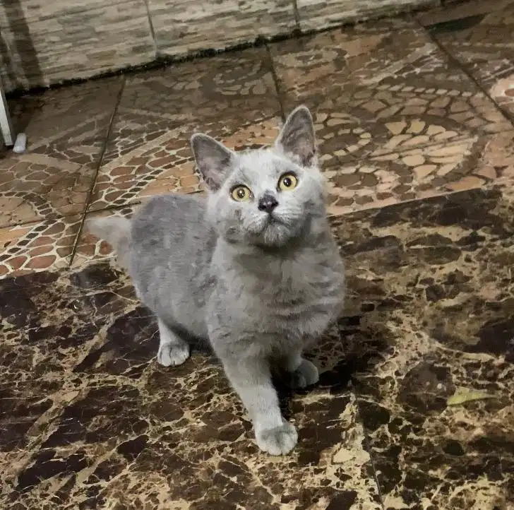 Kitten Jantan BSH Mix Scottish