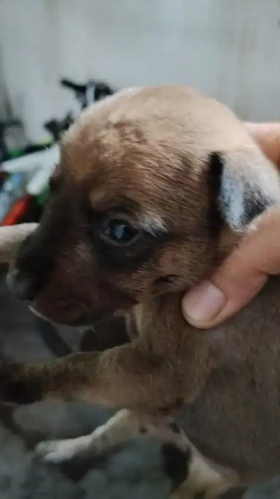Di jual anak anjing