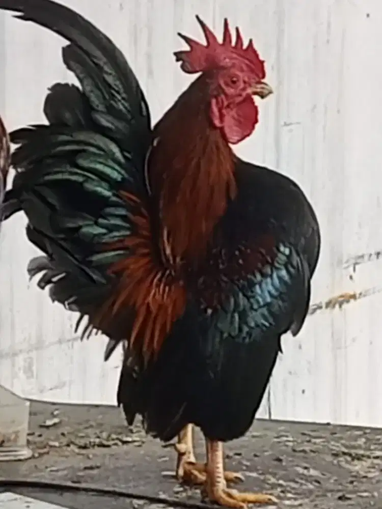 Ayam serama ayam hias ayam mini