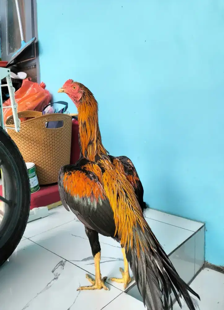 Ayam Bangkok elid Wiring Kuning
