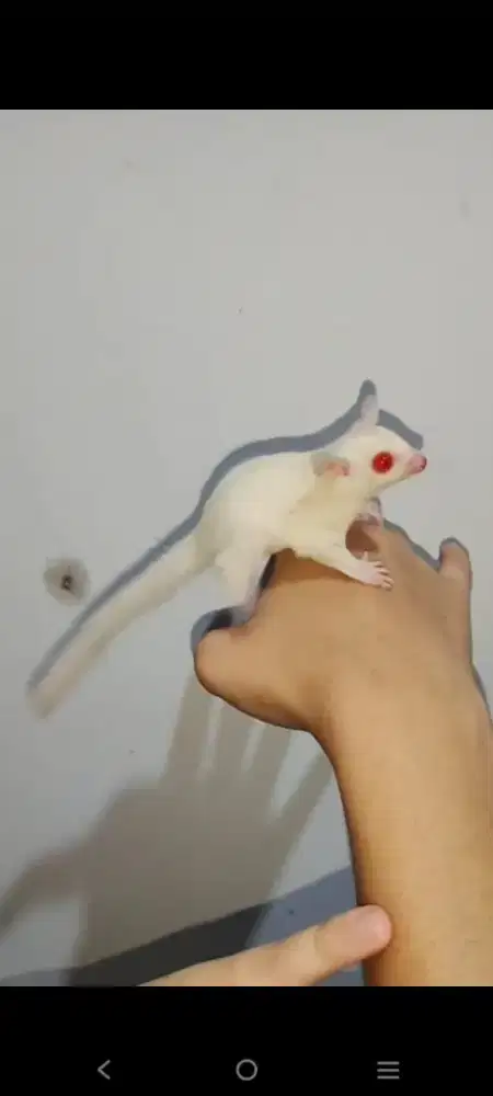 Sugar glider Albino