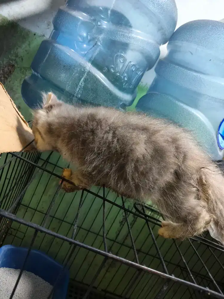 Kitten 3 bulan Betina