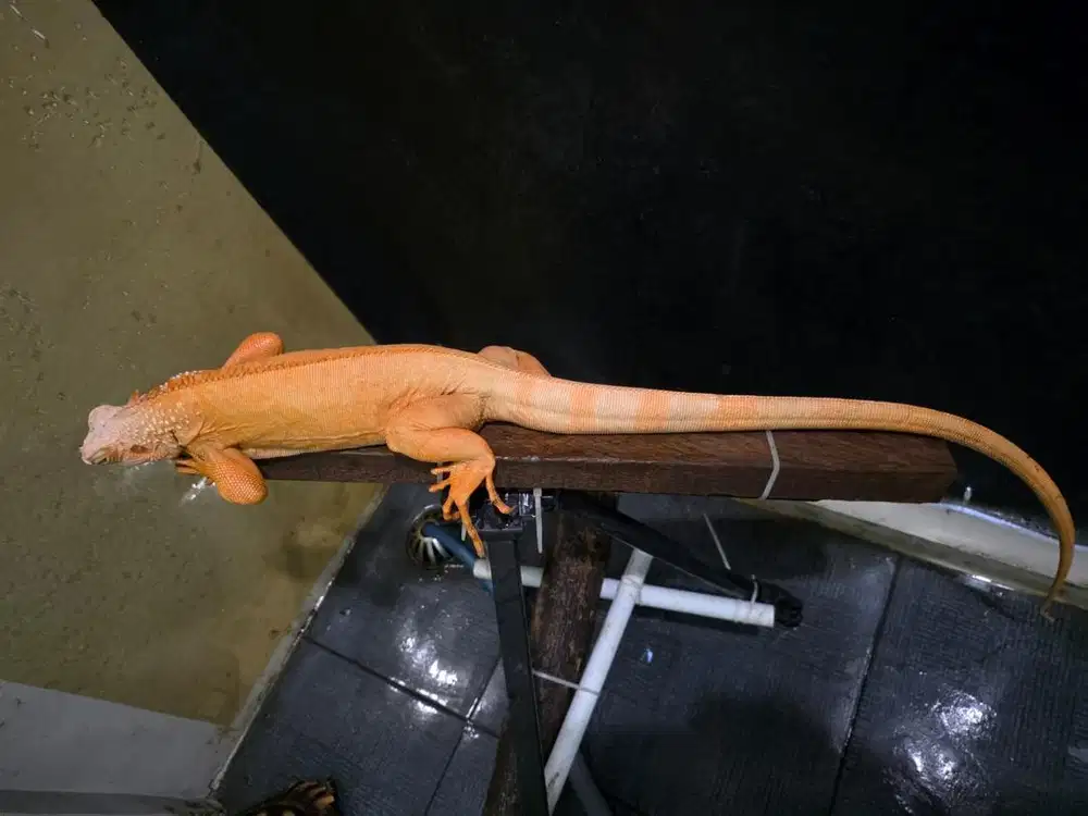 Iguana red albino langka rare