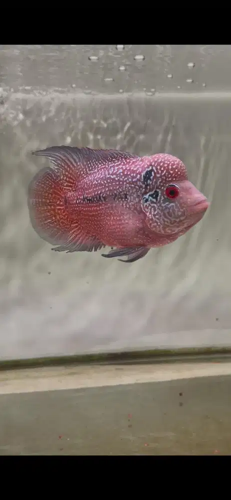 Ikan louhan cencu 15 cm