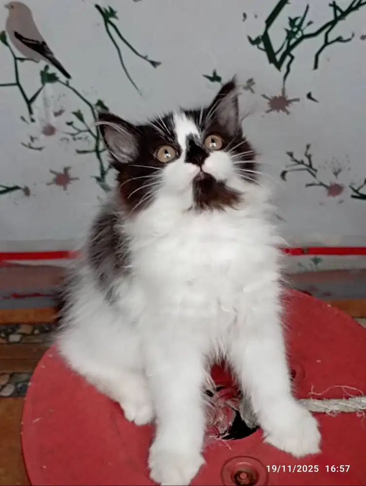 Adopsi Cepat 3 BLN Kitten PERSIA Ragdoll Mix Medium Longhair BETINA