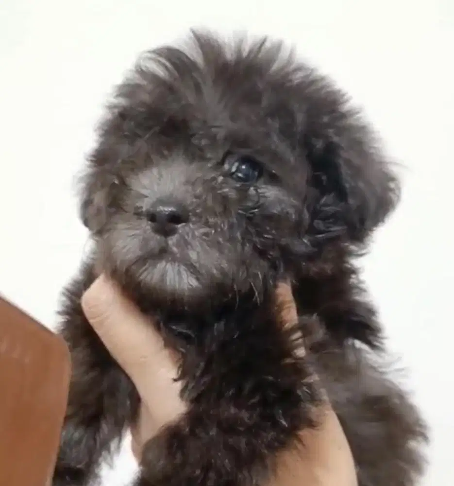 Puppies / anjing silver toy poodle cute