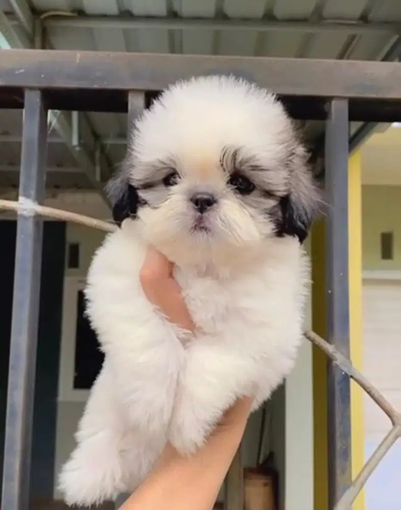 Puppies / anjing shihtzu super cuteeee