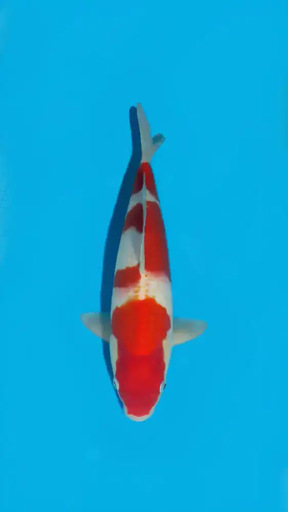 Ikan koi kohaku