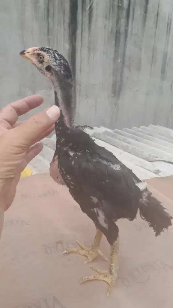 Ayam bangkok betina Usia 2,5 bulan