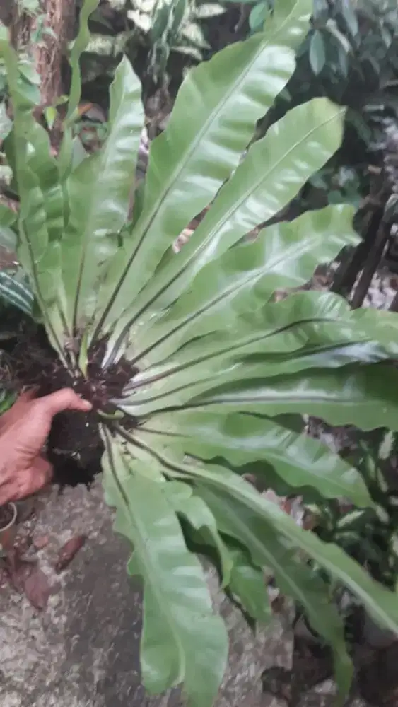 kadaka sarang burung