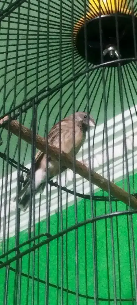 Blakthroot muda gacor