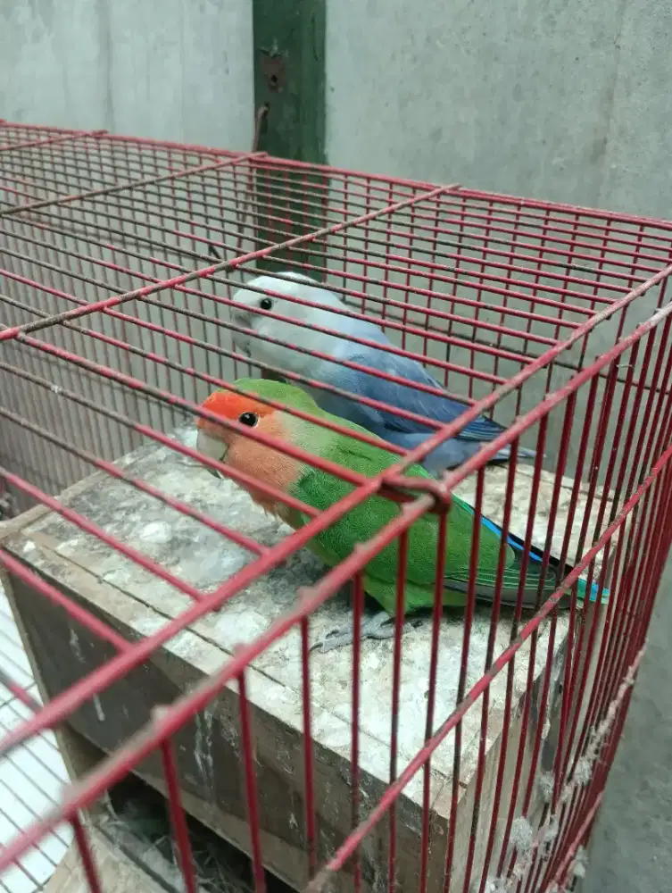 love bird non klep 1 pasang