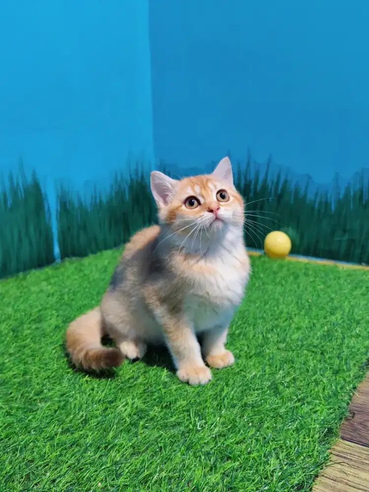 BSH Golden Line Ped Betina British Short Hair Kitten