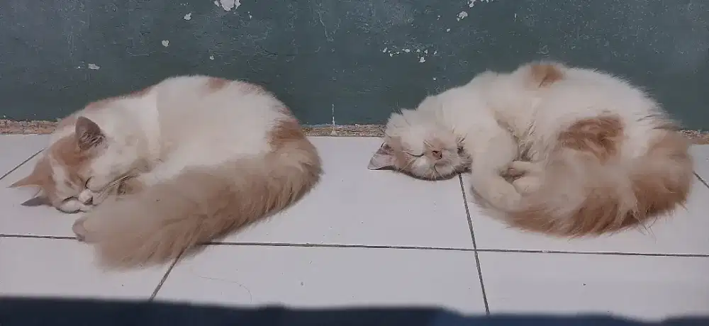 Kucing Persia Jantan Dan Betina