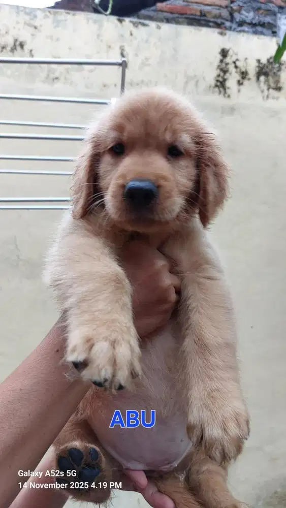 Golden betina stb vaksin