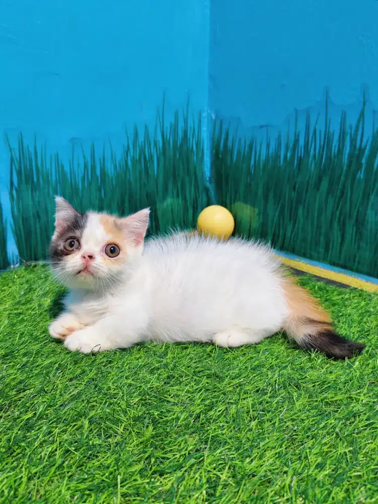 Munchkin BSH Gaelic Calico Cebol Minuet Kitten Betina