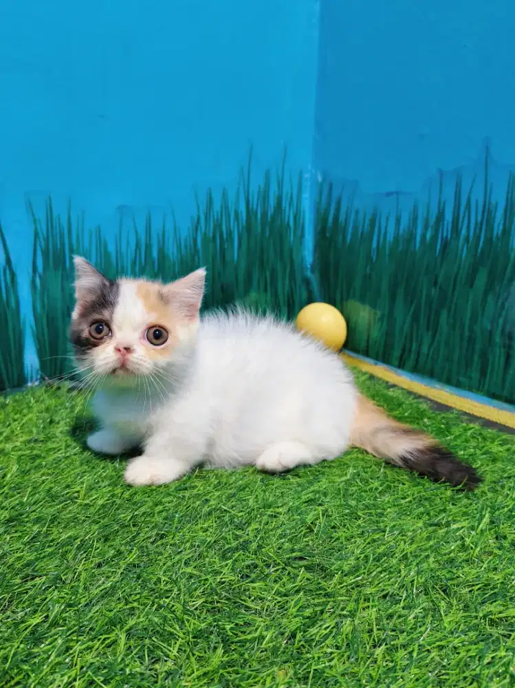 kitten Munchkin BSH Gaelic Calico Cebol Minuet Betina