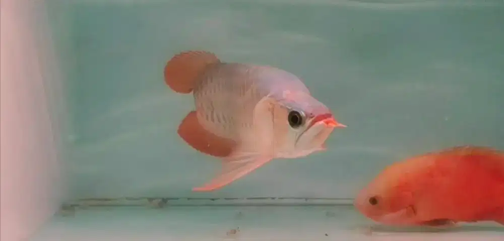 Arwana Arowana super red semi king -+38-40cm