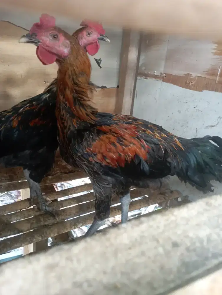 Ayam Kampung Jago muda