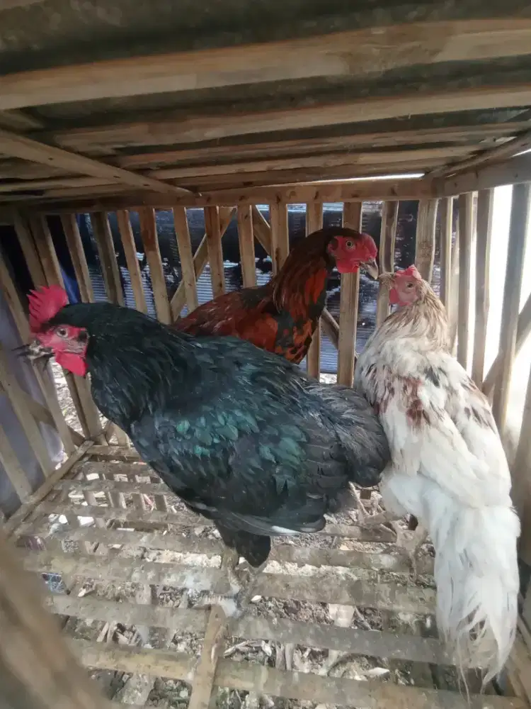 Ayam jago kampung ukuran bekakak