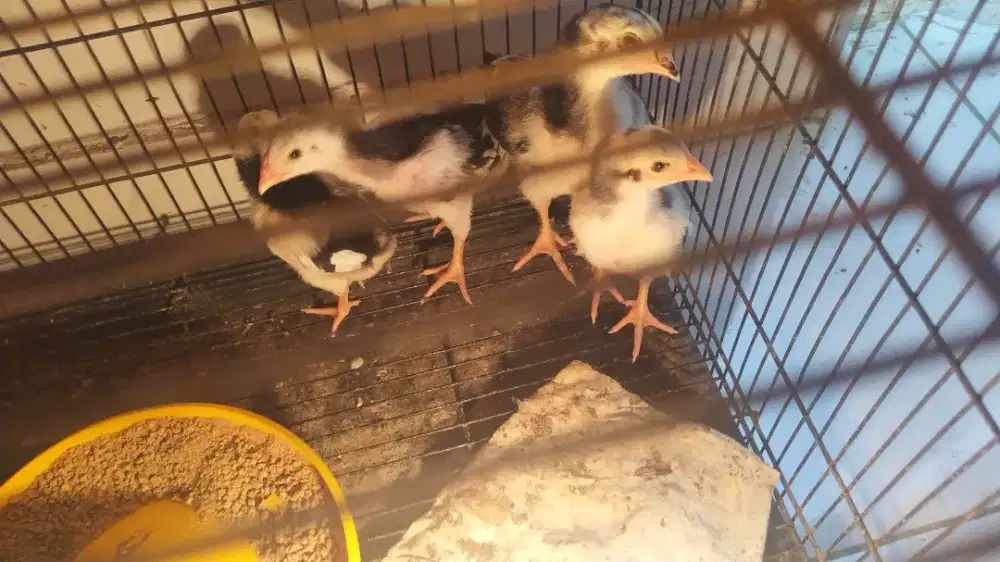 Anak  ayam  bangkok,  line  pukul gede, brakot/ngonde