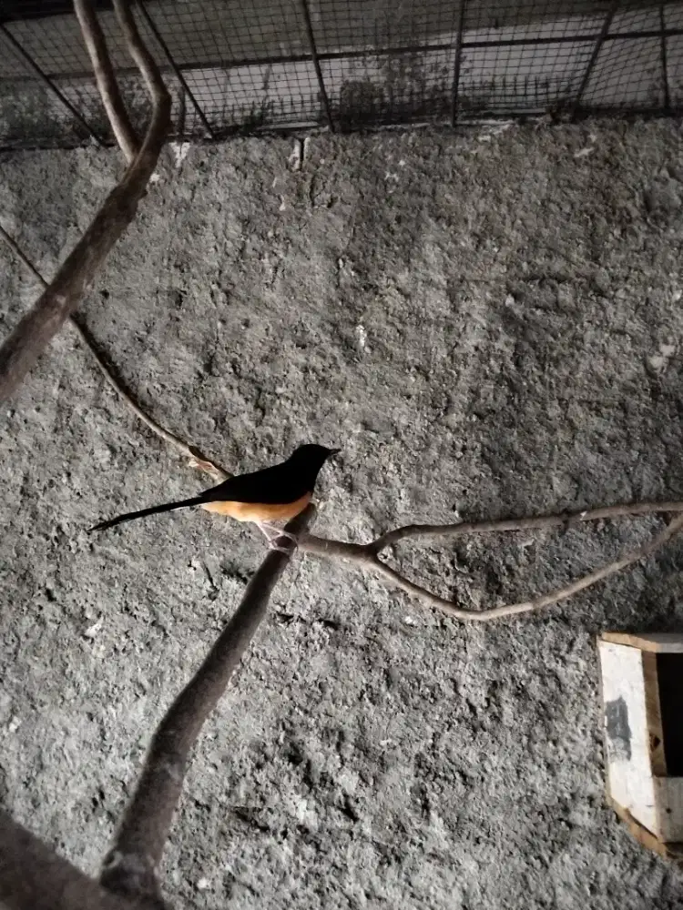 MURAI BETINA SIAPAN PE 15 UP