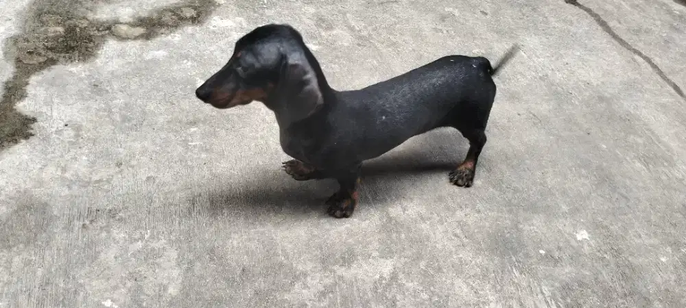 Tekel / Duchshand / Sosis