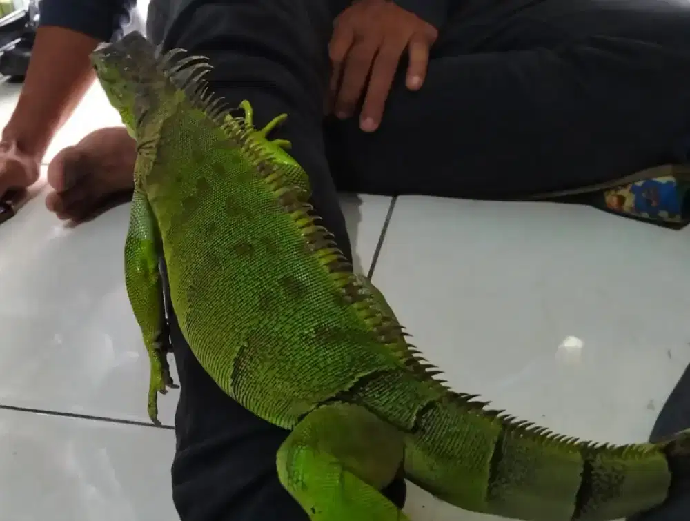 iguana rawatan dari kecil