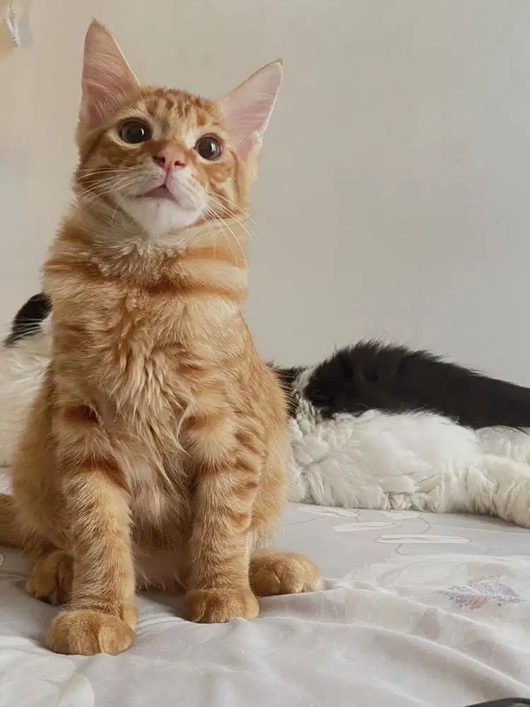 Kucing persia mixdom