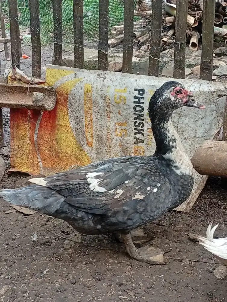 Entok dragon jangan siapan