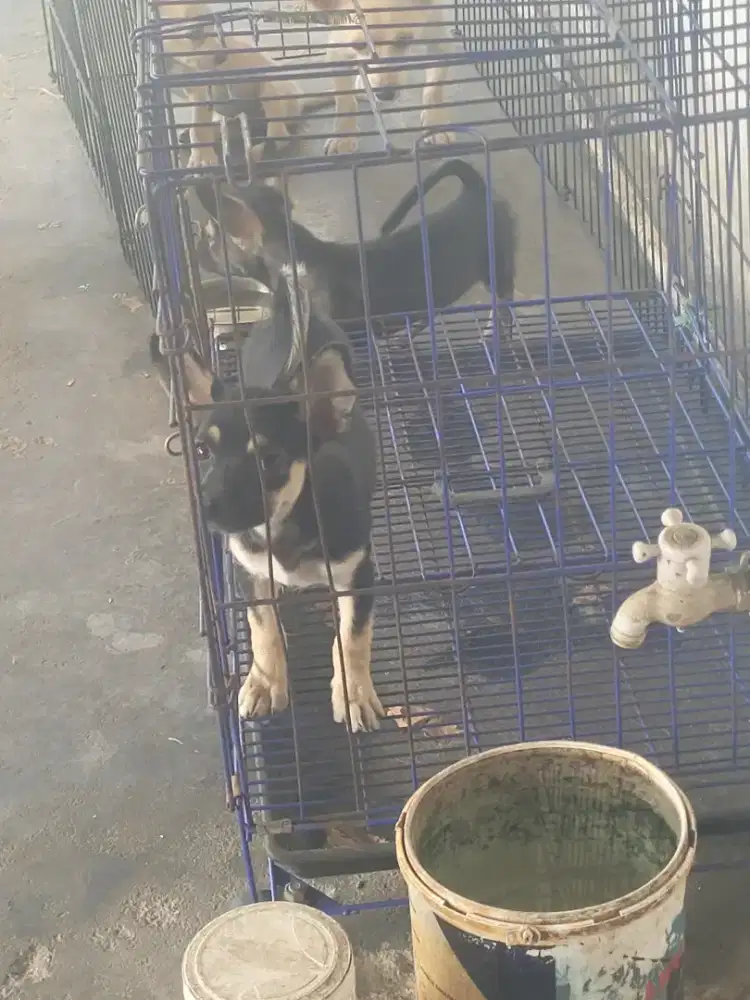 anakan mix chh dob 27/08/2025