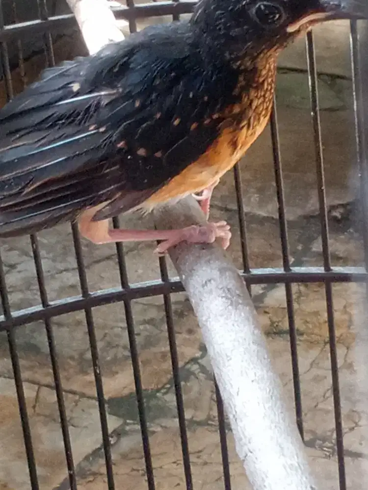 Mangga murai batu Medan jantan ekor panjang