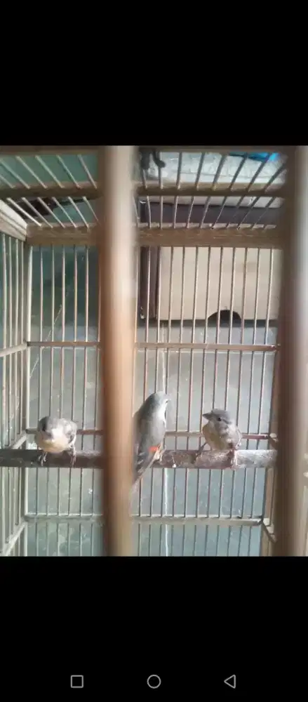 Mangga siskin delud dan Clasik