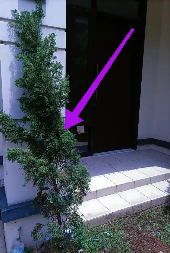 Satu 1 Pohon Cemara Pot Hidup Seger Subur