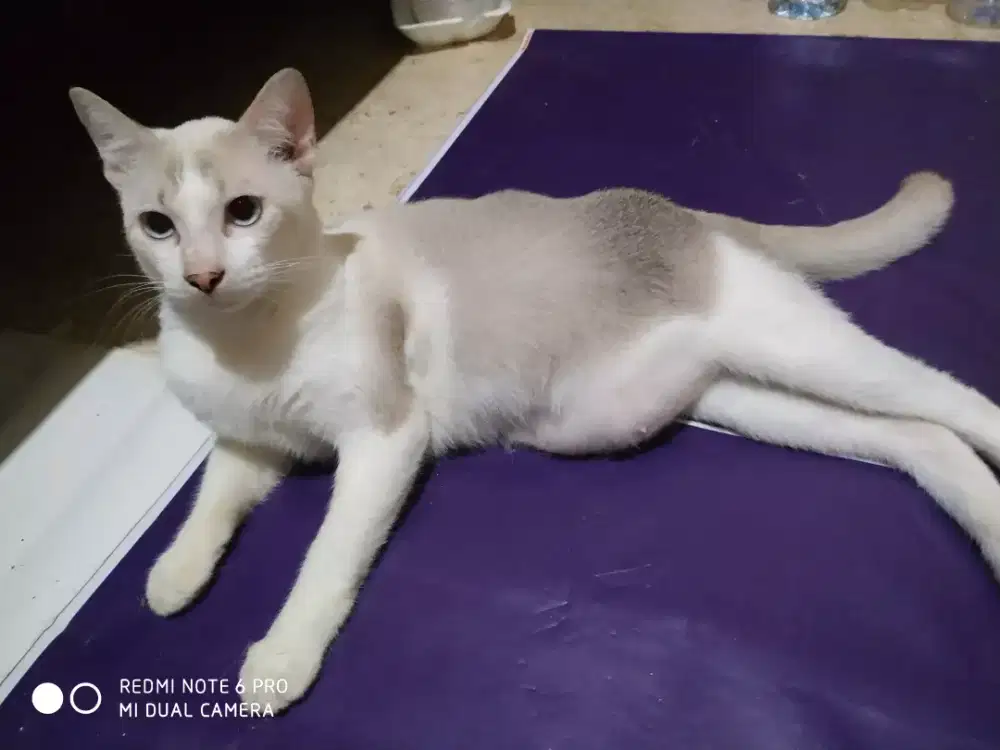 Jual kucing Himalaya
