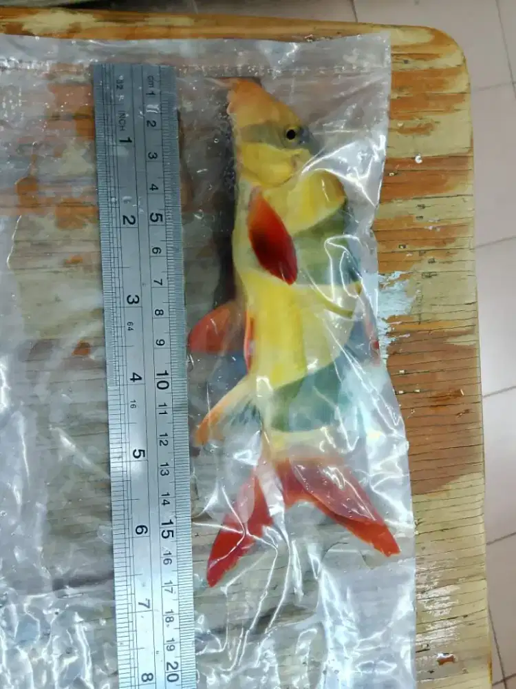 Dijual ikan botea 15-17 cm