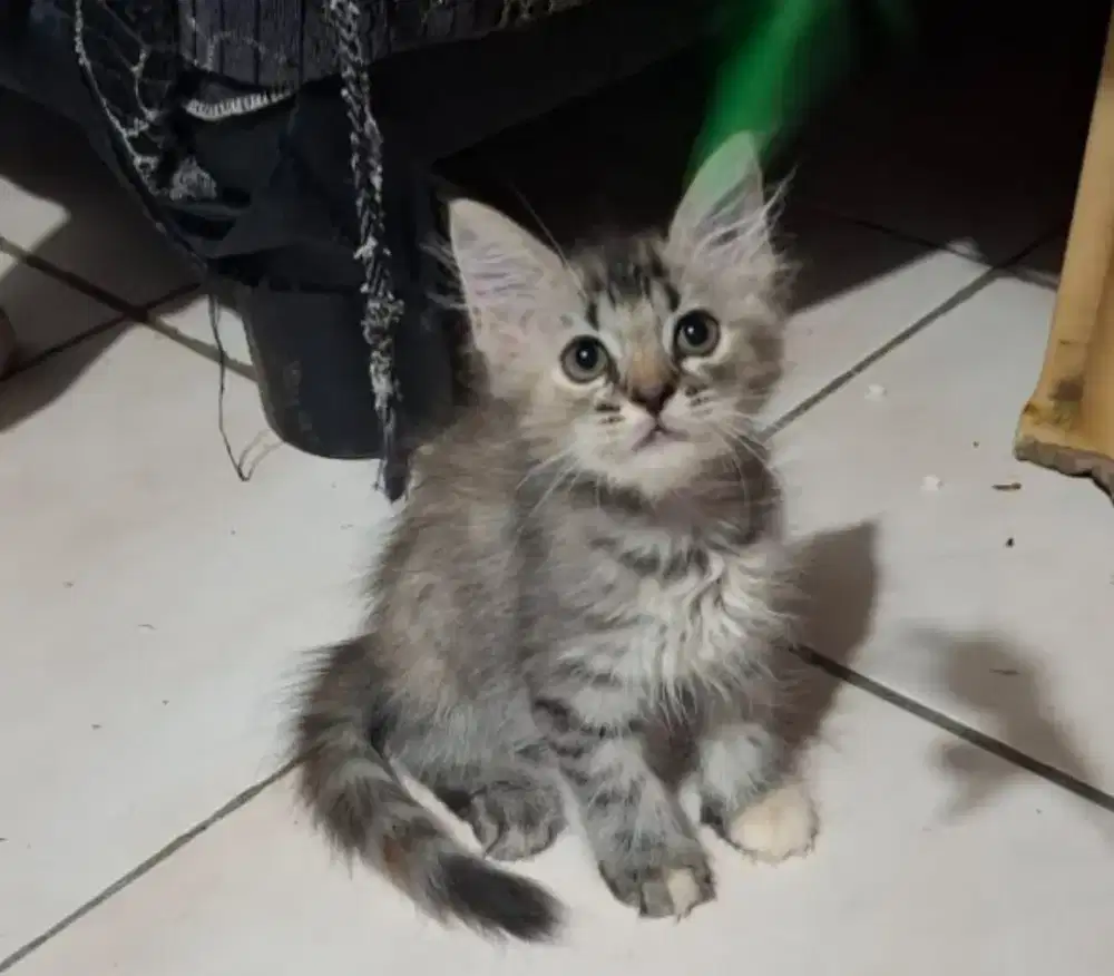 KITTEN BETINA PERSIA TABBY